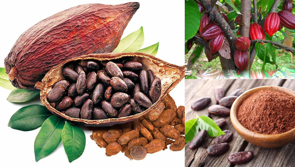 Thông tin về Hạt cacao rang sẵn ăn liền