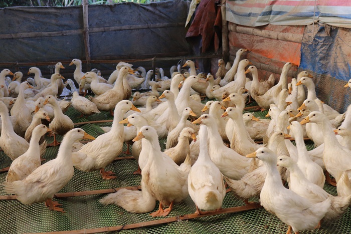Cửa hàng bán vịt bầu cánh trắng tại Hà Nội uy tín