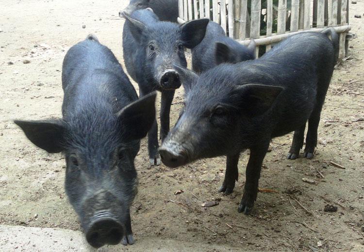 Thịt lợn rừng chế biến như thế nào?