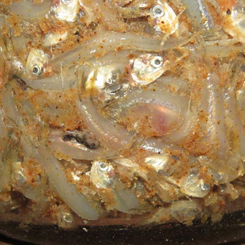 Mắm cá cơm được chế biến từ những con cá cơm tươi ngon